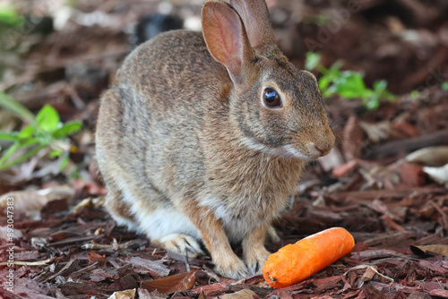 Rabbit close up with it's head just above a carrot in the garden