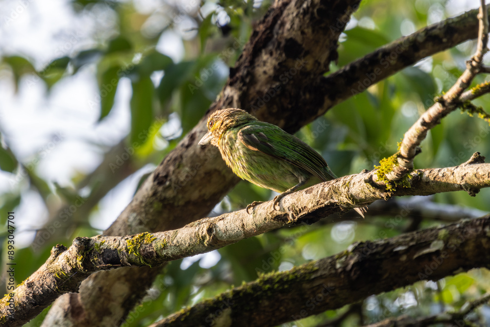 Birds in the wild are beautiful and colorful birds that are different from birds raised in captivity. Birds in the wild are beautiful and colorful birds that are different from birds raised in captivity.