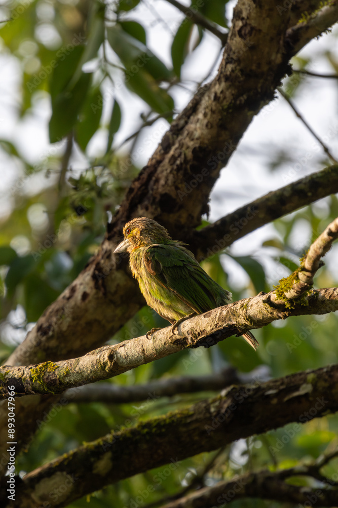 custom made wallpaper toronto digitalBirds in the wild are beautiful and colorful birds that are different from birds raised in captivity.
