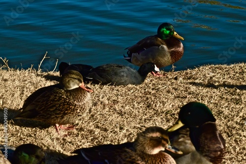 Mallard Ducks at South East City park in Canyon, Texas in the -panhandle!