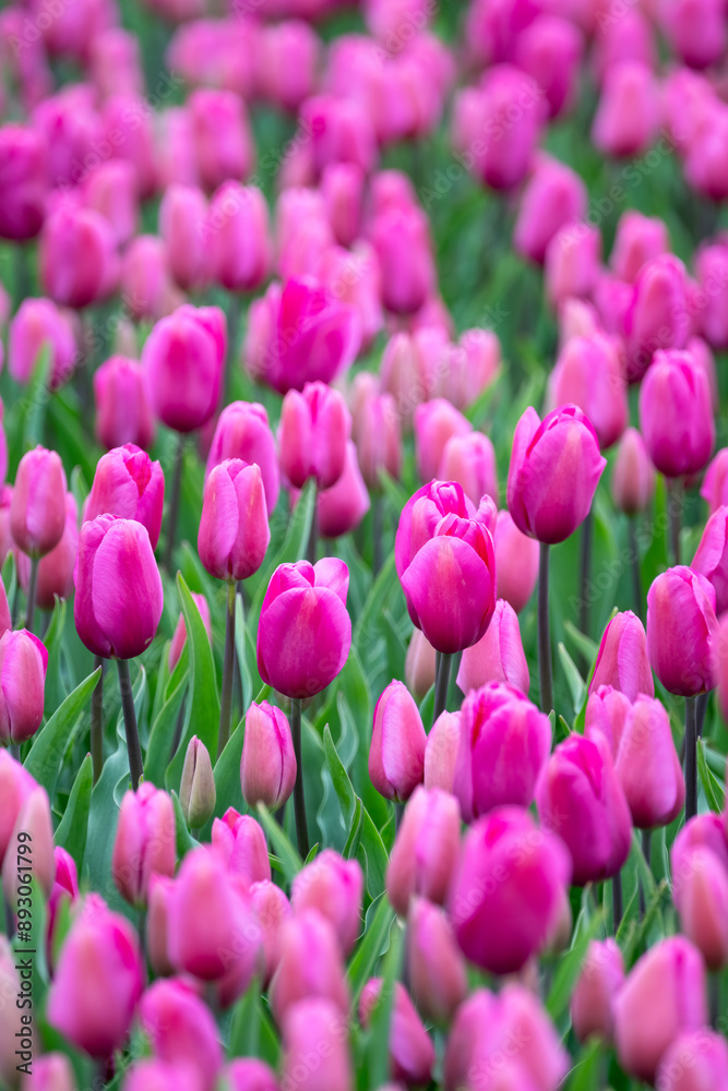 Field of tulips, mass of vibrant pink flowers in full bloom and blurred with one pink tulip rising above the rest and in focus, closeup of colorful fresh spring growth as a nature background
Field of tulips, mass of vibrant pink flowers in full bloom and blurred with one pink tulip rising above the rest and in focus, closeup of colorful fresh spring growth as a nature background