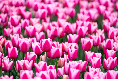 Field of tulips, mass of vibrant pink flowers with pastel pink edges in full bloom and blurred with one pink tulip rising above the rest and in focus, closeup of colorful fresh spring growth as a natu