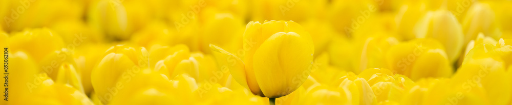 Field of tulips, mass of bright yellow flowers in full bloom and blurred with one yellow tulip rising above the rest and in focus, closeup of colorful fresh spring growth as a nature background
Field of tulips, mass of bright yellow flowers in full bloom and blurred with one yellow tulip rising above the rest and in focus, closeup of colorful fresh spring growth as a nature background