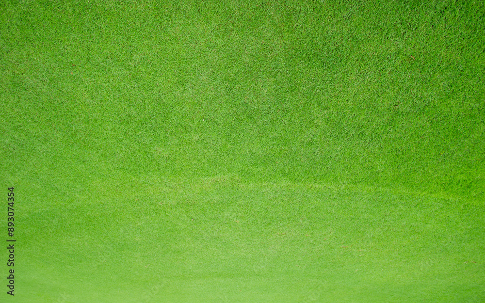 Fototapeta premium Green lawn blurred