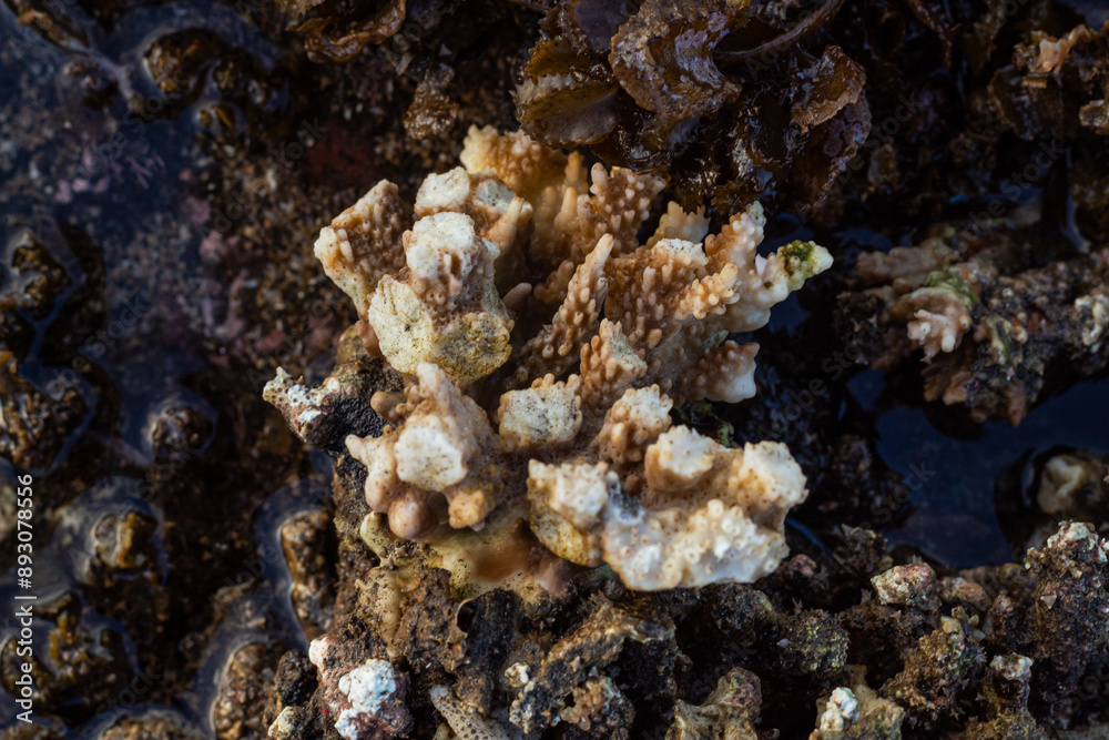 Close up of coral at low tide on the beach Close up of coral at low tide on the beach