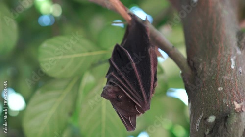 Close up of a short nosed fruit bat (Cynopterus titthaecheilus) on a tree branch photo