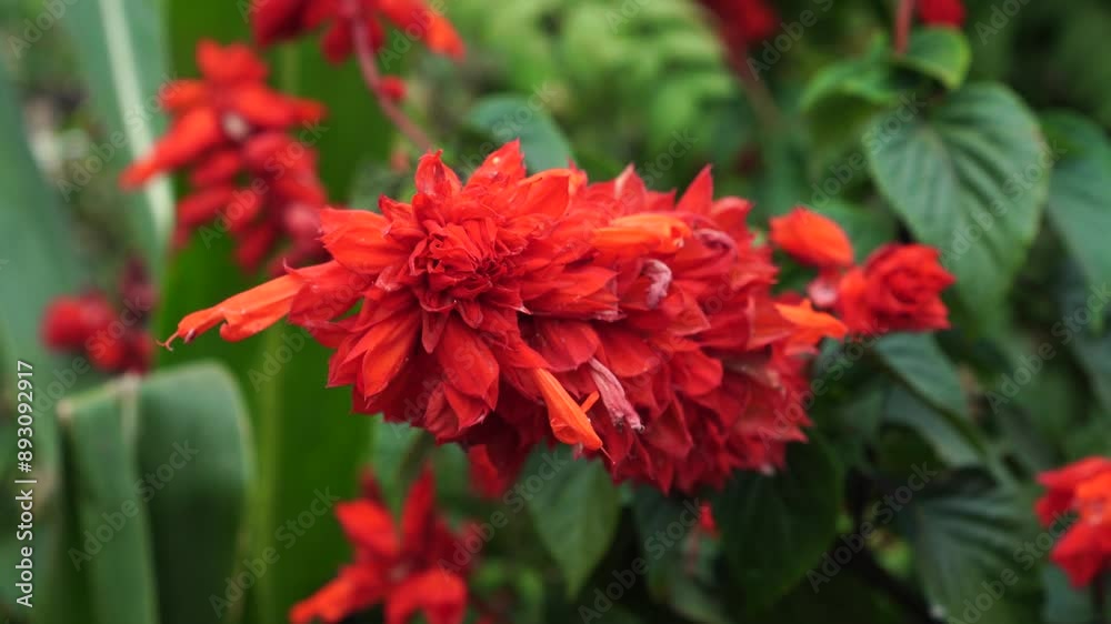 Salvia splendens flowers bloom in the garden