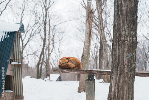 Cute fox on snow in winter season at Zao fox village, Miyagi prefecture, Japan. landmark and popular for tourists attraction near Sendai, Tohoku region, Japan. Travel and Vacation concept