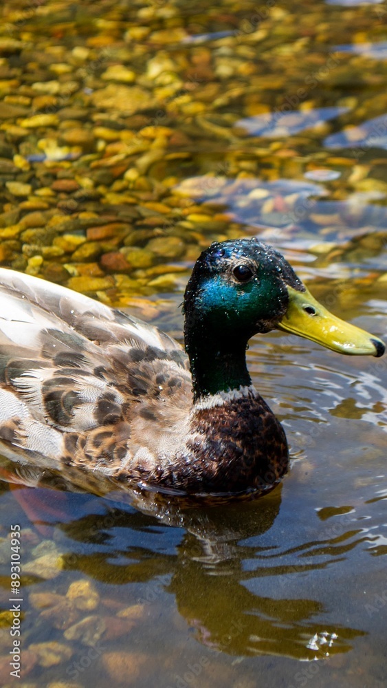 Obraz premium Image of an animal a wild drake and a duck sail on a pond. High quality photo
