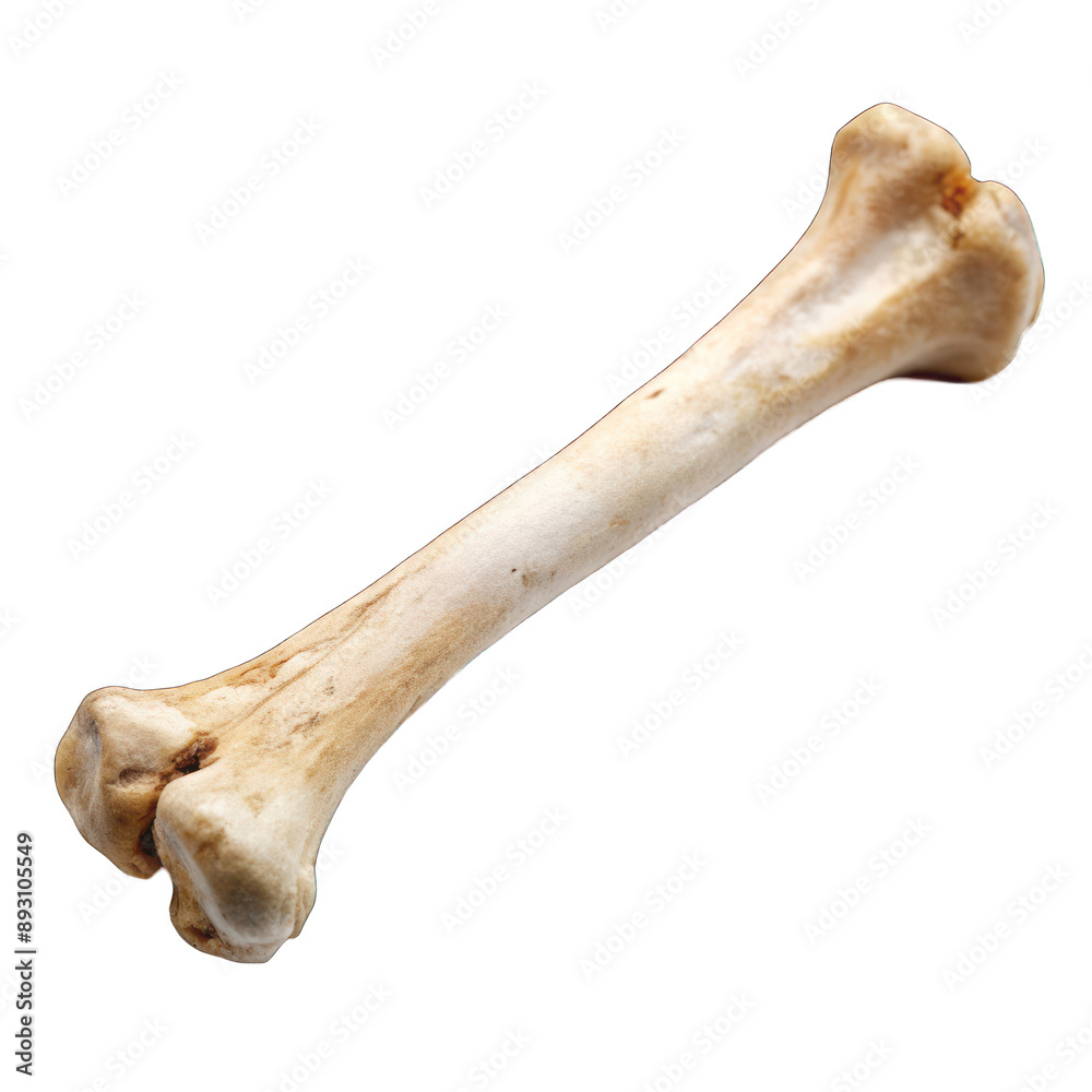 Bone isolated on transparent background Bone isolated on transparent background