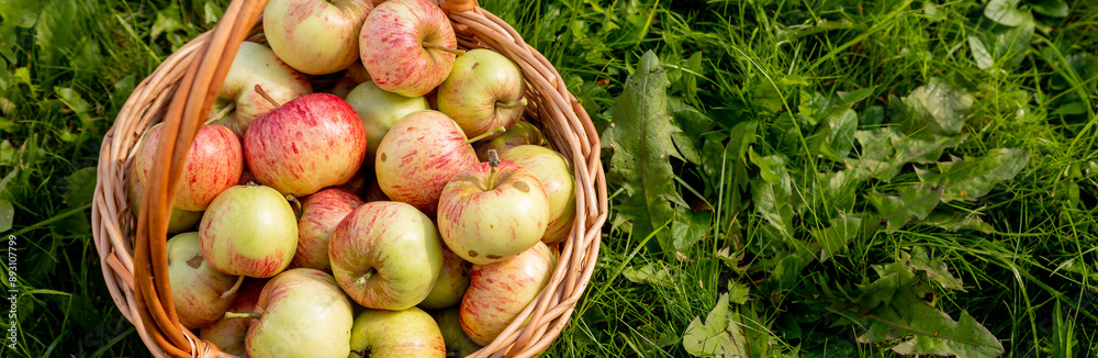 Red apple.Harvesting apples. Ripe juicy apples in a wicker basket against the background of green grass in the sun. Fresh organic food from farm Red apple.Harvesting apples. Ripe juicy apples in a wicker basket against the background of green grass in the sun. Fresh organic food from farm