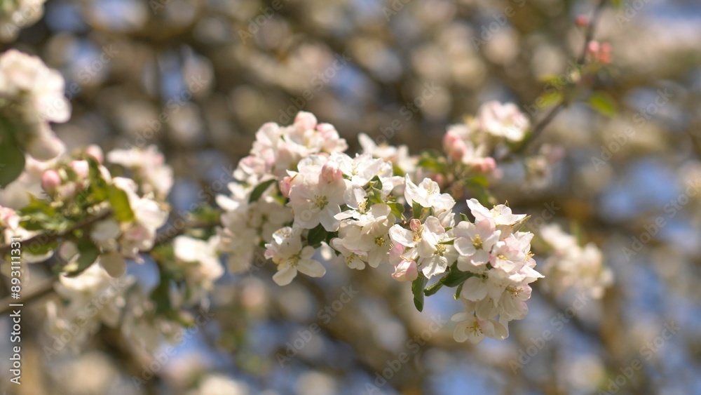 Twigs of flowering apple trees with Russian garden in the village. Sounds of birds and lively villages. Twigs of flowering apple trees with Russian garden in the village. Sounds of birds and lively villages.