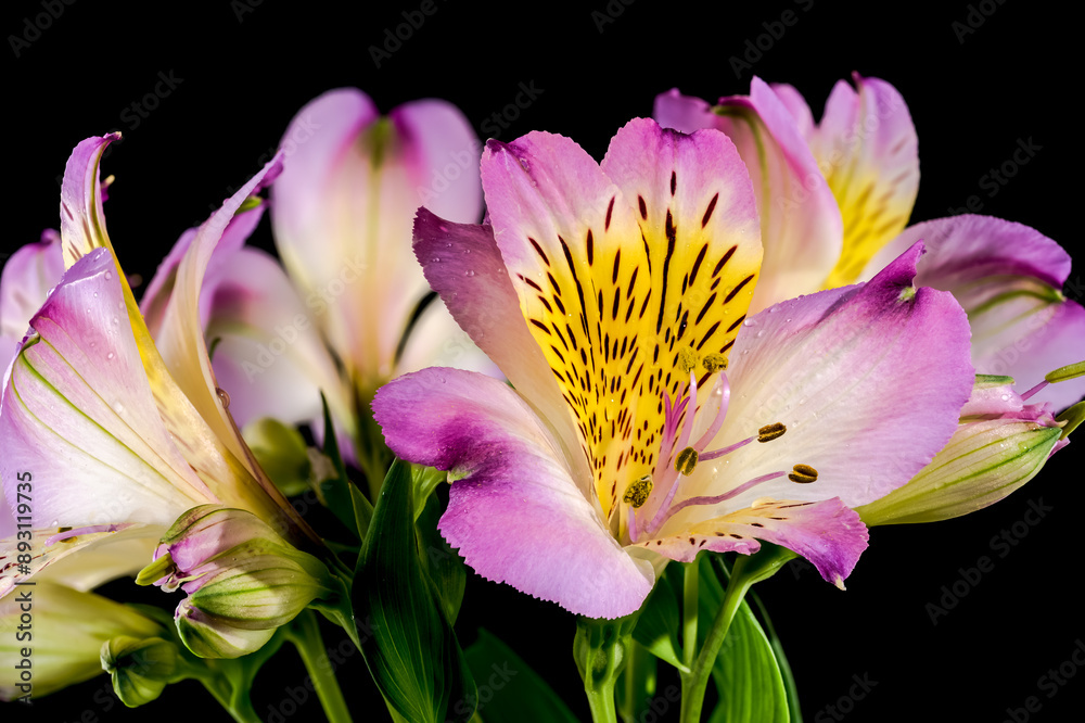Blooming pink Alstroemeria on a black background