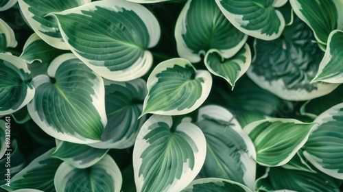 Close up view of Green and white leaves Abstract natural texture. Nature background. Ai generated image