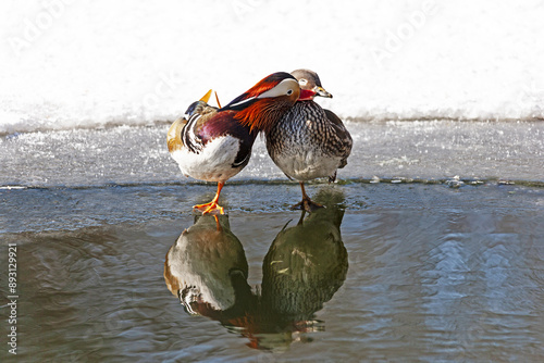 Winter view of a couple of mandarin duck(lovebirds) standing on one foot and rubbing against each other on icy water of Chundangji Pond, Seoul, South Korea
 photo