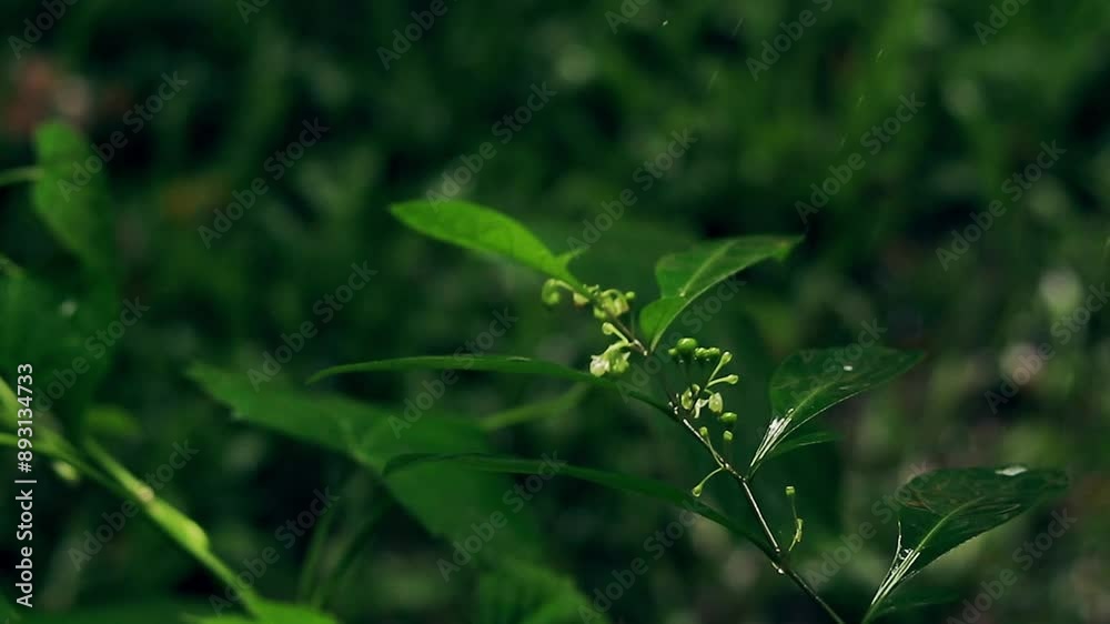 Heavy raindrops dropping on the lush green foliage during the monsoon season Heavy raindrops dropping on the lush green foliage during the monsoon season