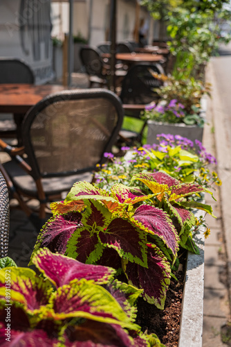 summer terrace in the restaurant photo