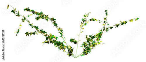 3D Rendering Bramble Plant on White