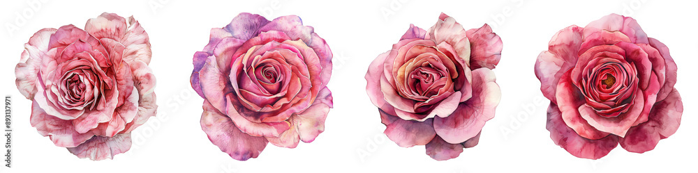 Watercolor Pink rose, isolated, top view, PNG set Watercolor Pink rose, isolated, top view, PNG set