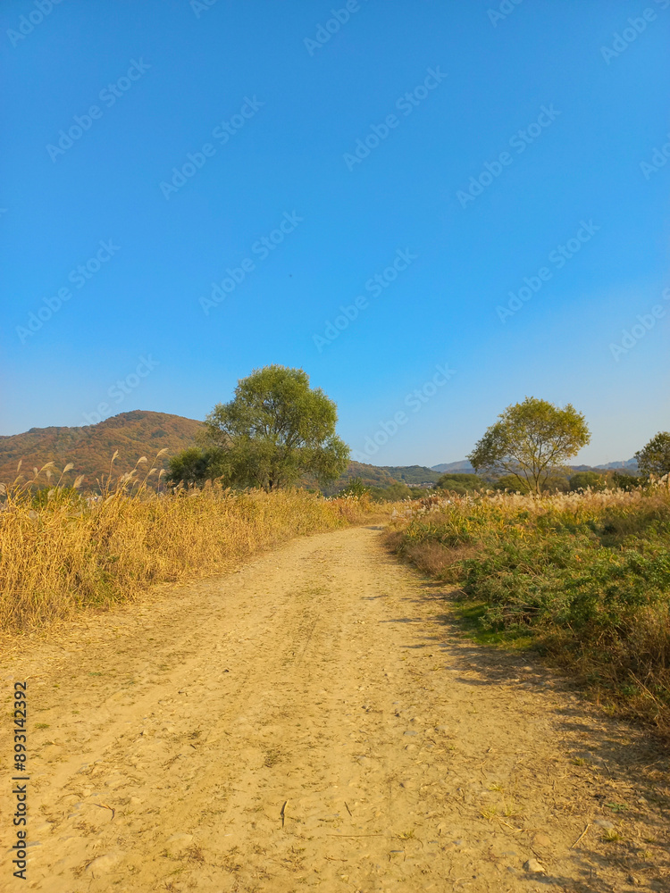 road in a field with dry reeds and trees road in a field with dry reeds and trees
