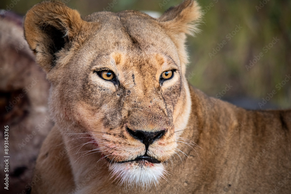 lion, Panthera leo, native to Africa and India, Lioness on kill in the okavango delta botswana lion, Panthera leo, native to Africa and India, Lioness on kill in the okavango delta botswana