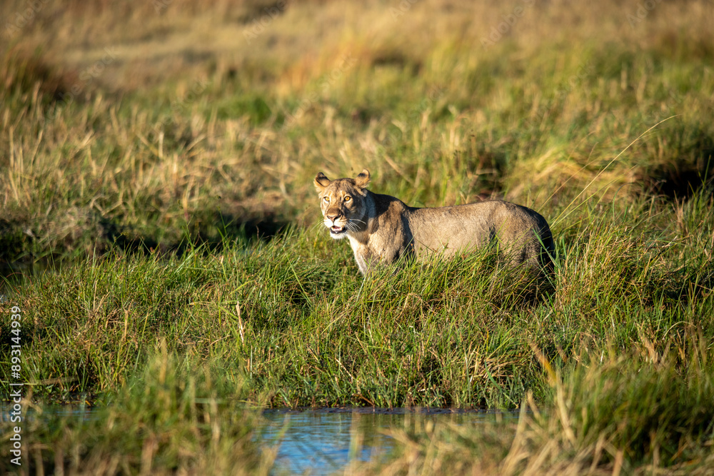Obraz premium lion, Panthera leo, native to Africa and India, Lioness on kill in the okavango delta botswana