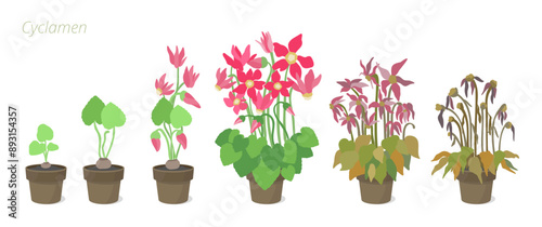 Vector Illustration of Cyclamen Growth Stages in a pot. Caring for house plants. Flower lifecycle.