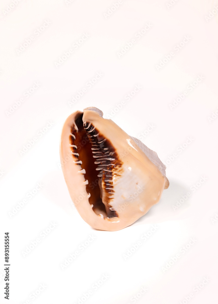 Naklejka premium sea shell isolated on white background