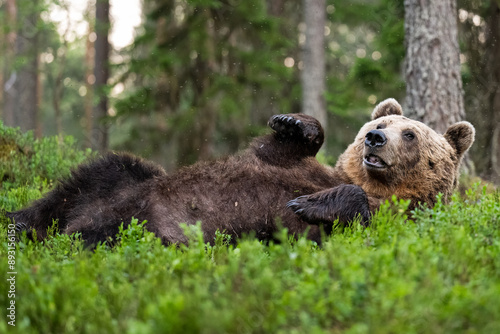 Bild auf Leinwand Brown bear resting in the forest in his back