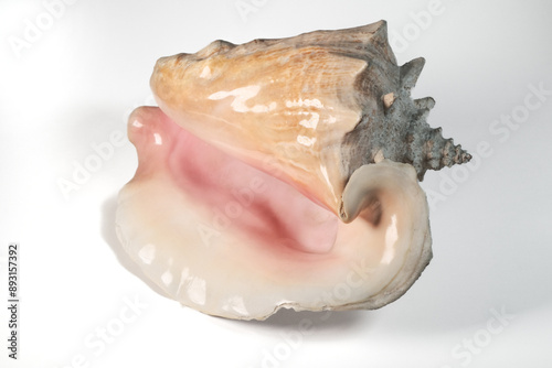 Conch shell isolated on white background. 