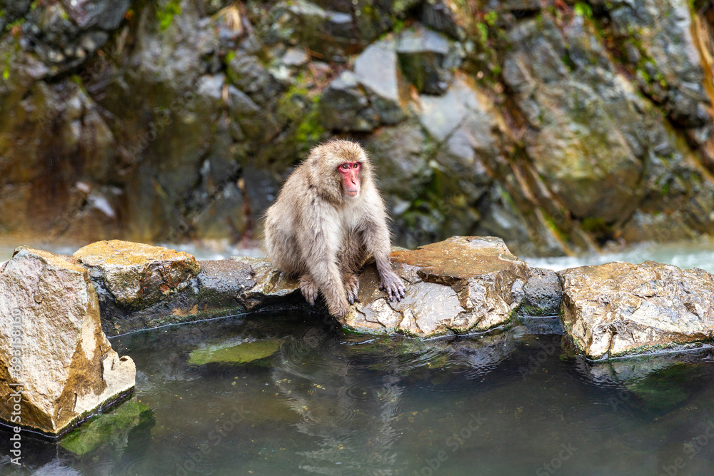 Obraz premium sitting on edge rock wall snow monkey