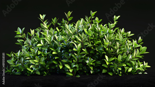 Illicium bush isolated on black background  photo