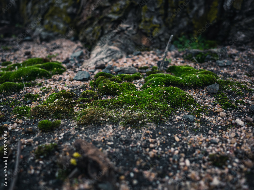 Moss on the ground Moss on the ground
