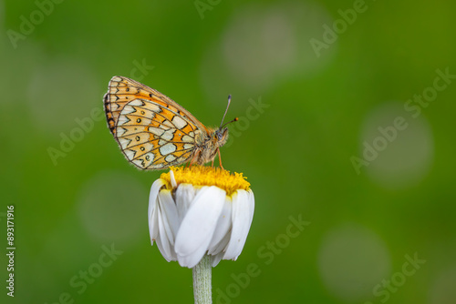 orange dotted butterfly on daisy, Ocellate Bog Fritillary, Boloria eunomia photo