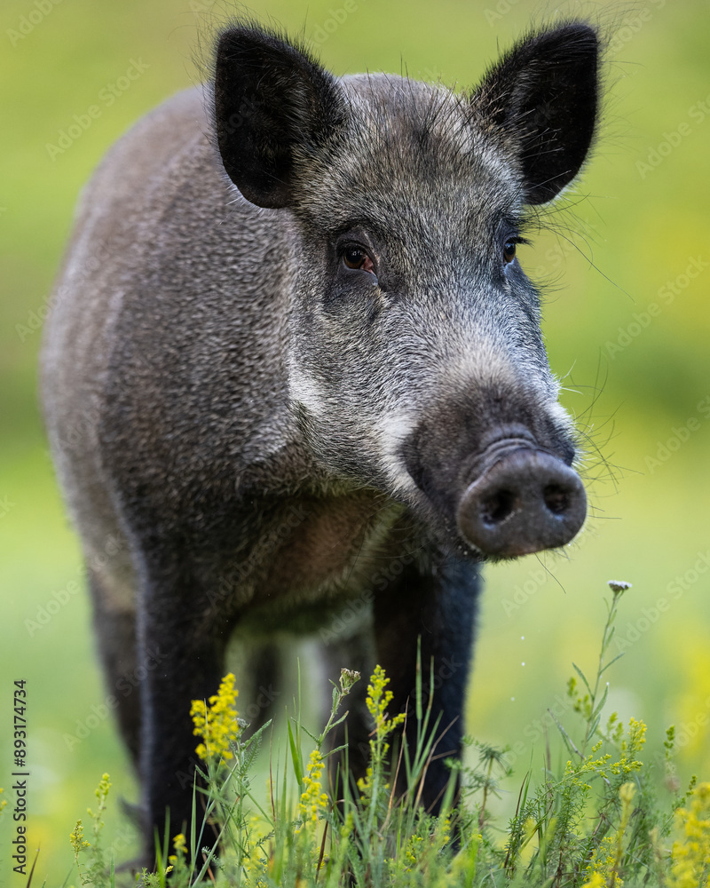 Wild boar (Sus scrofa) portrait at summer Wild boar (Sus scrofa) portrait at summer
