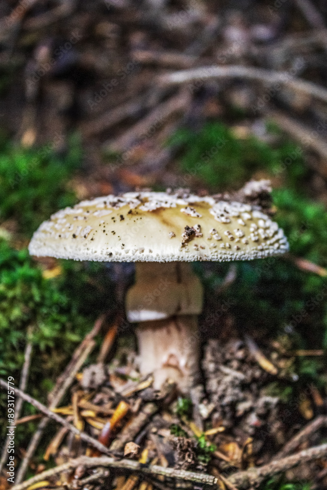 Macro - Forest - Europe, Romania, Suceava region Macro - Forest - Europe, Romania, Suceava region
