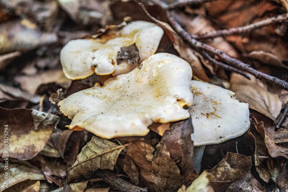 Macro - Forest - Europe, Romania, Suceava region Macro - Forest - Europe, Romania, Suceava region