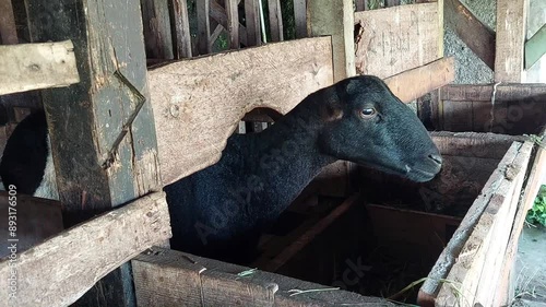 Video footage of a local female Indonesian black sheep in a pen eating