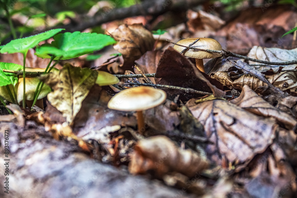 Macro - Forest - Europe, Romania, Suceava region Macro - Forest - Europe, Romania, Suceava region