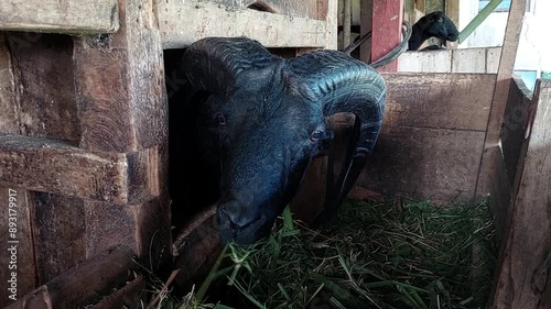 Video footage of a local male Indonesian black sheep with horns in a pen eating before Eid al-Adha holiday