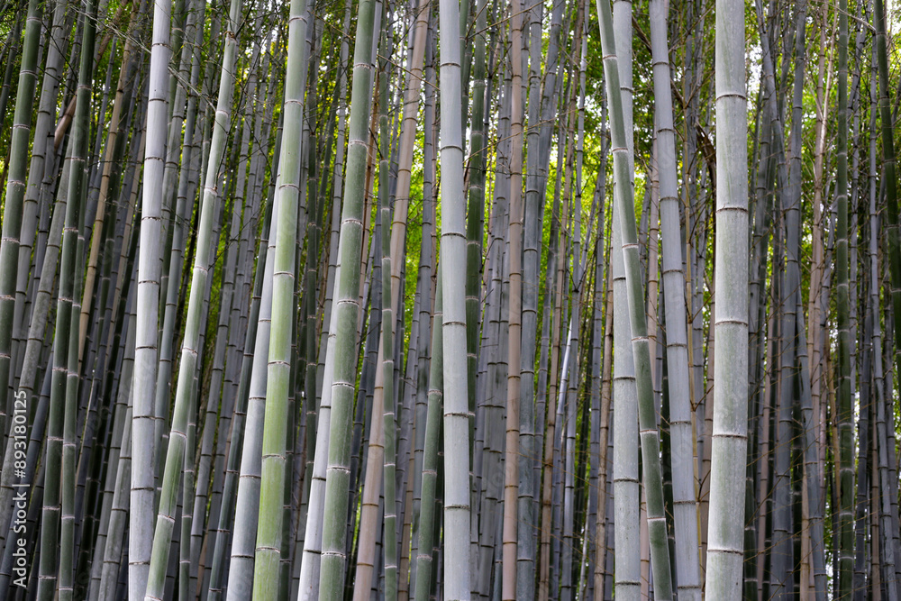Arashiyama Bamboo Forest, Bamboo Grove Kyoto, Japan Arashiyama Bamboo Forest, Bamboo Grove Kyoto, Japan