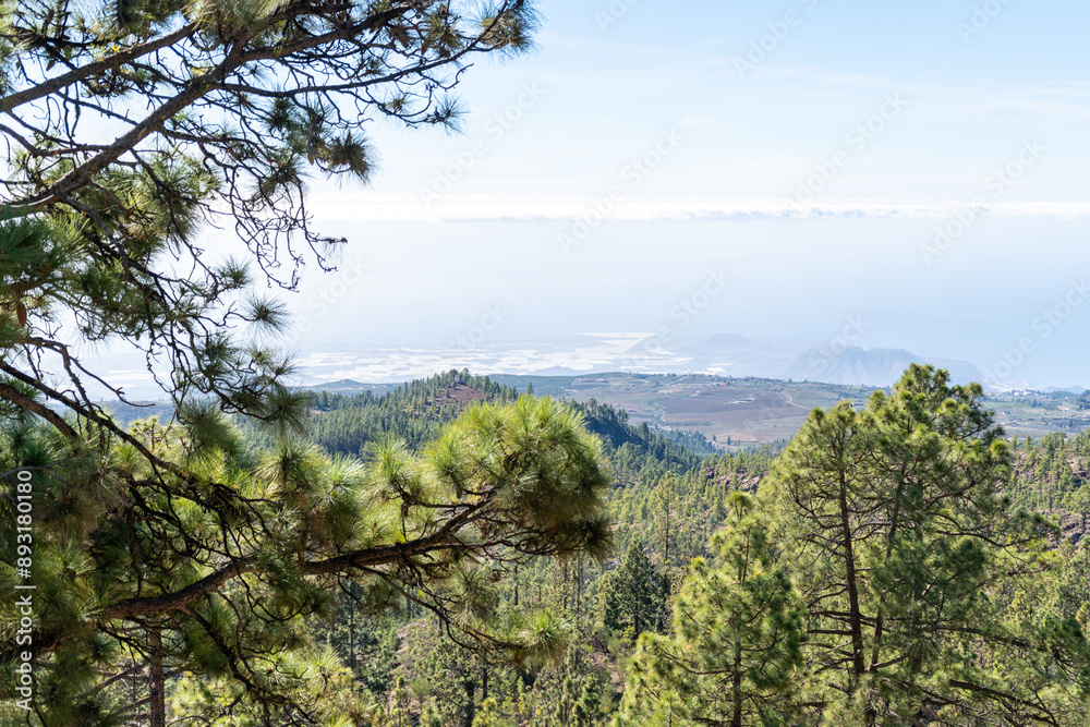 Canary pine forest on rolling hills under a bright blue sky, distant horizon with cloud cover, lush greenery Canary pine forest on rolling hills under a bright blue sky, distant horizon with cloud cover, lush greenery