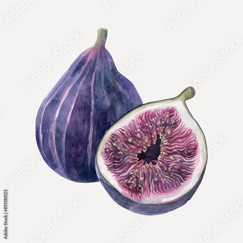 Watercolor figs fruit illustration