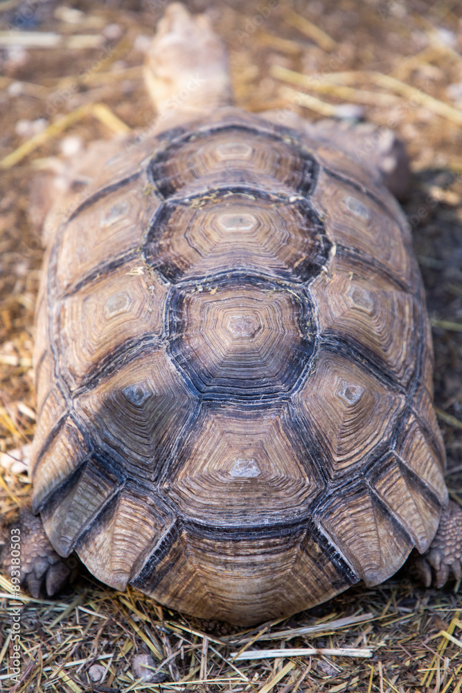 Geochelone sulcata. Tortoiseshell. Turtle on the ground. The largest land turtle. Plant-eating reptile. A herbivorous reptile. A large turtle with spurs Geochelone sulcata. Tortoiseshell. Turtle on the ground. The largest land turtle. Plant-eating reptile. A herbivorous reptile. A large turtle with spurs