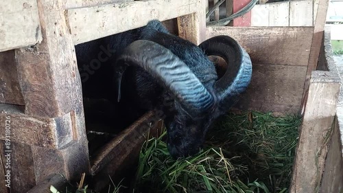 Video footage of a local male Indonesian black sheep with horns in a pen eating before Eid al-Adha holiday