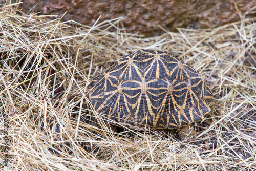 Psammobates geometricus. Testudinidae. Psammobates. African star tortoises. Turtle. 
