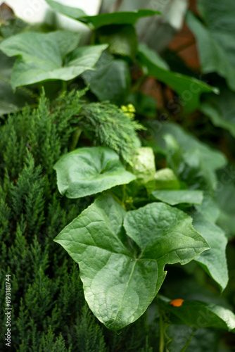 Wallpaper Mural The leaves of Luffa cylindrica have a bitter, sour, slightly cold taste; Luffa cylindrica, focus on RIDGE GOURD FLOWER in the garden with blur background.luffa cylindrica  Torontodigital.ca