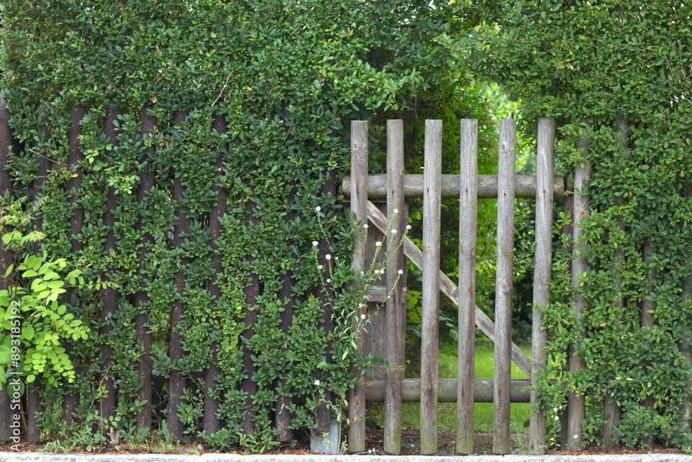 wooden gate set within dense lush green hedge leading into garden. concepts: mystery or secret garden, home, green living spaces, hidden entrances or pathways, boundary and seclusion, city escape. wooden gate set within dense lush green hedge leading into garden. concepts: mystery or secret garden, home, green living spaces, hidden entrances or pathways, boundary and seclusion, city escape.