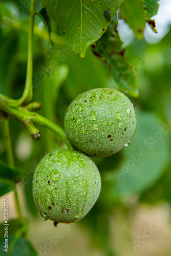Wallpaper Mural Green young walnuts grow on a tree after the rain. The walnut tree grows waiting to be harvested. Ripe nuts. Torontodigital.ca