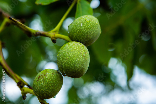 Wallpaper Mural Green young walnuts grow on a tree after the rain. The walnut tree grows waiting to be harvested. Ripe nuts. Torontodigital.ca